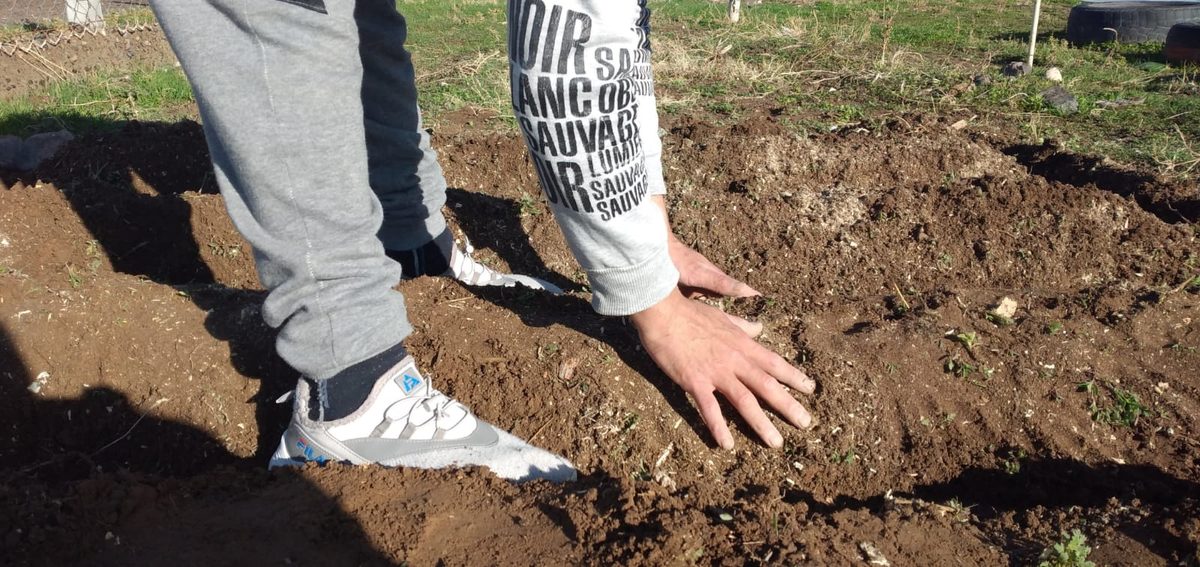Manos que tocan la tierra recién trabajada en un surco de huerta, junto a los pies de quien planta