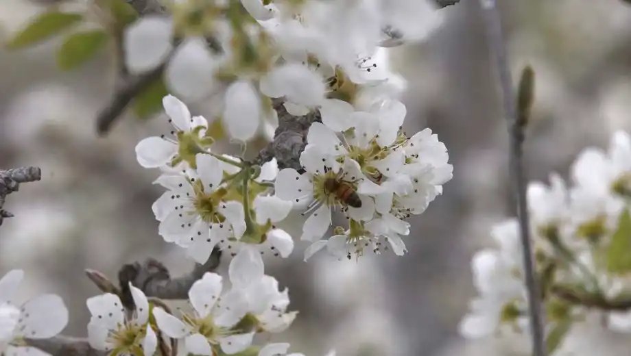 Flores blancas de peral en plena floración, con una abeja polinizando entre los pétalos